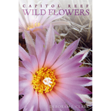 Capitol Reef Wildflowers