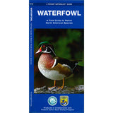 Pocket Naturalist Waterfowl: A fold out guide