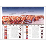 Geologic Cross Section of the Central Wasatch Front (WM-20)