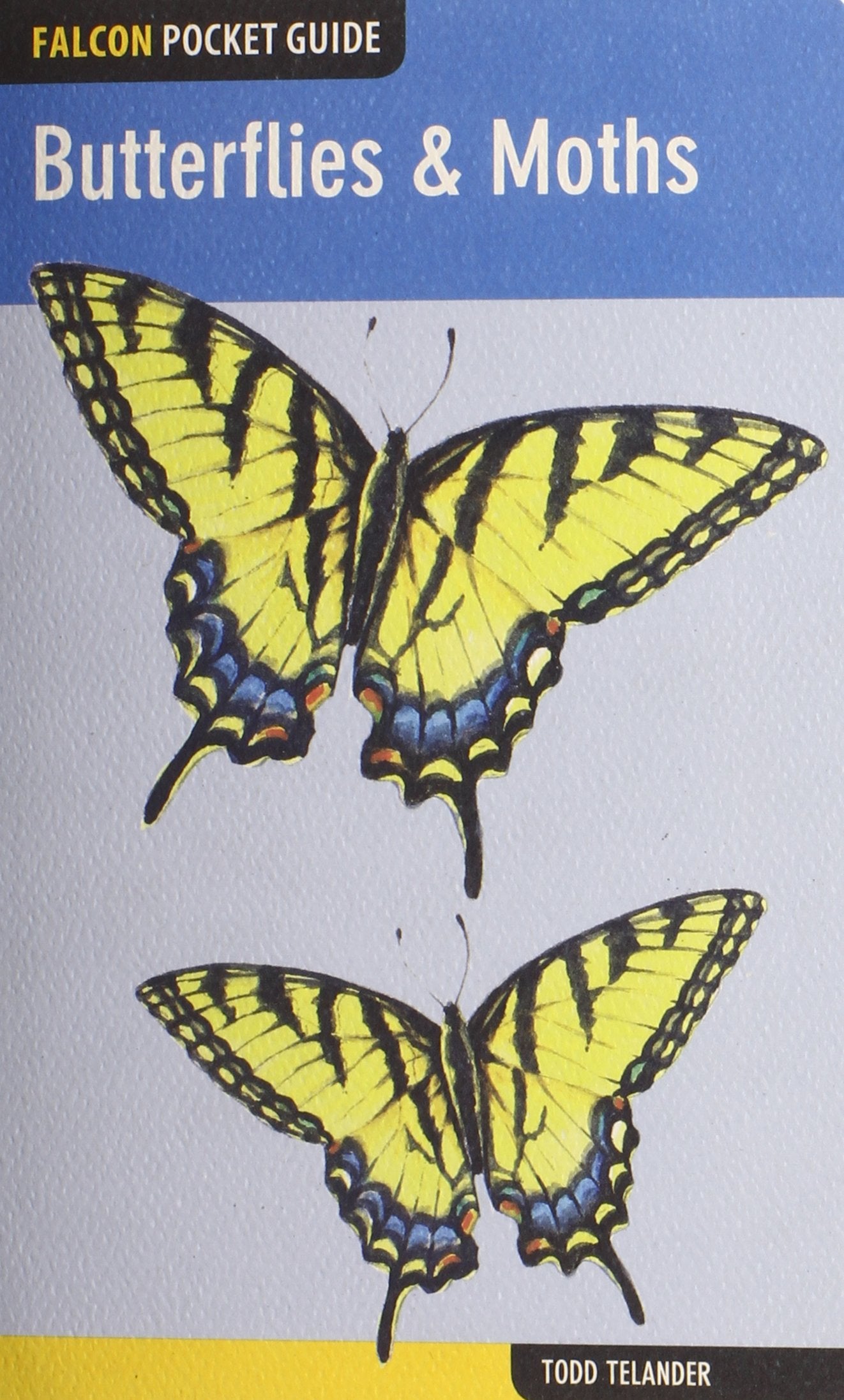 Butterflies & Moths (Falcon Pocket Guides)