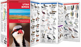 Pocket Naturalist Utah Birds: A fold out guide