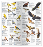 Birds of Utah: A Guide to Common and Notable Species